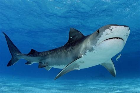 LIFE UNDER THE SEA: LIFE OF TIGER SHARK