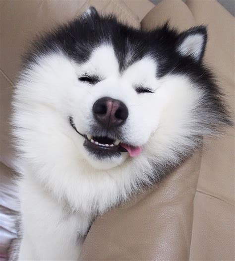 This Smiling Siberian Husky Will Put An End To All Your Woes | Siberian ...