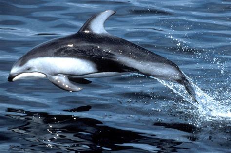 Plískavice plochočelá (Lagenorhynchus obliquidens) - ChovZvířat.cz