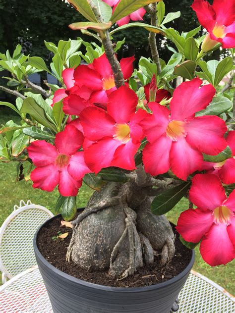 My father’s beautiful Desert Rose Bonsai tree : r/gardening