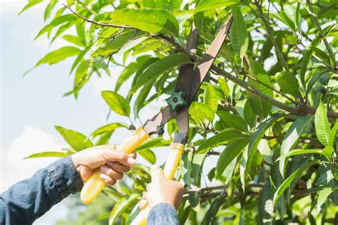 Pruning Mango Trees: How To Prune A Mango Tree