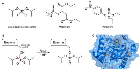 Chapter 6: Enzyme Principles and Biotechnological Applications - Chemistry