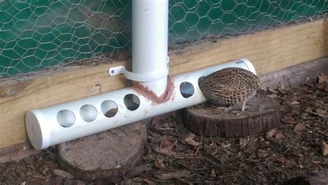 the Best ever Quail feeder - Google Search More - Homesteading Now | Quail coop, Raising quail ...