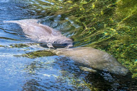 Manatees at Blue Spring State Park, Florida - Traveling Huntleys