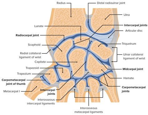 Wrist Joint: Anatomy | Concise Medical Knowledge