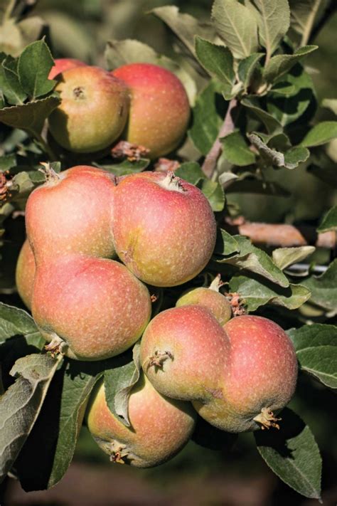 The hard trials of growing cider apples – Good Fruit Grower