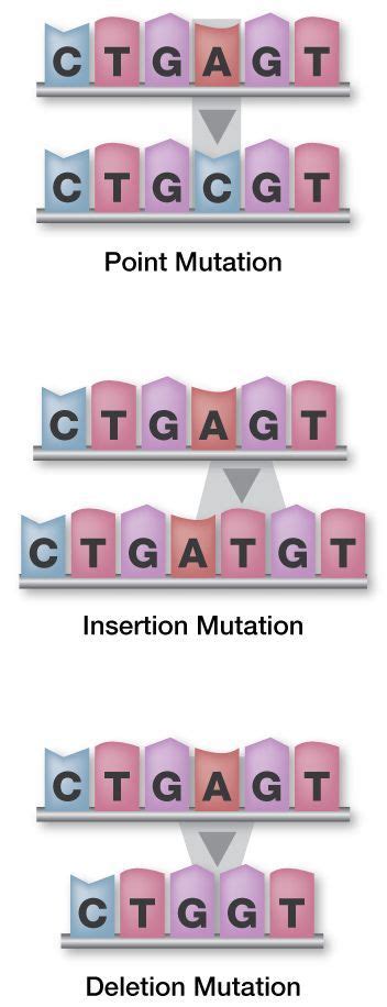 3 types of genetic mutations | Biology teacher, Science biology, Biology classroom