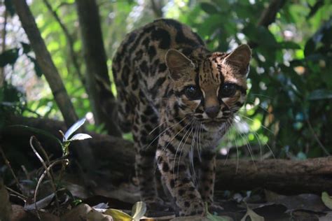 14 Mesmerising Margay Facts - Fact Animal