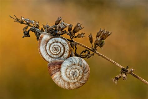 Snails eating dry plant on brown background · Free Stock Photo