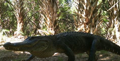 FWC gives OK to all-day gator hunting