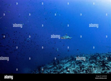 Sharks in the Maldives Stock Photo - Alamy