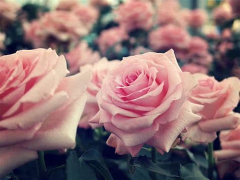 Pink Pastel Roses Pictures, Photos, and Images for Facebook, Tumblr ...