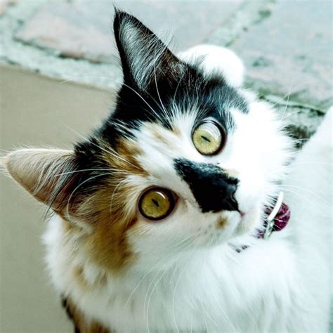 Are Calico Cats Lucky? Fun Facts About This Charming Cat Breed