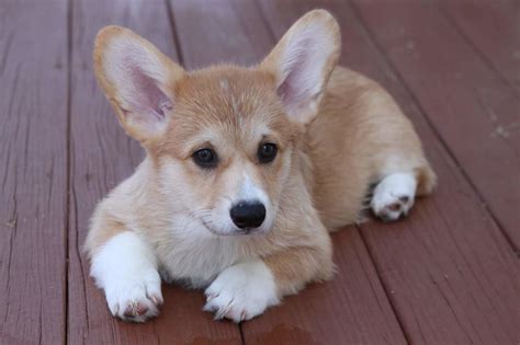 Miniature Corgi- 7 bite-sized Mini Corgi facts and info - My Dogs Info