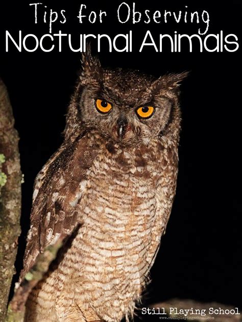 Tips for Observing Nocturnal Animals | Still Playing School