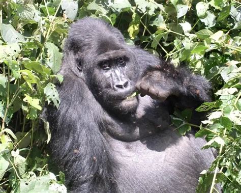 Eastern lowland gorilla - Facts, Diet, Habitat & Pictures on Animalia.bio