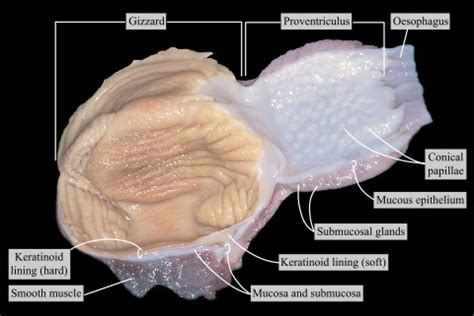 The two parted stomach of the chicken slit open · Atlas of Animal Anatomy and Histology