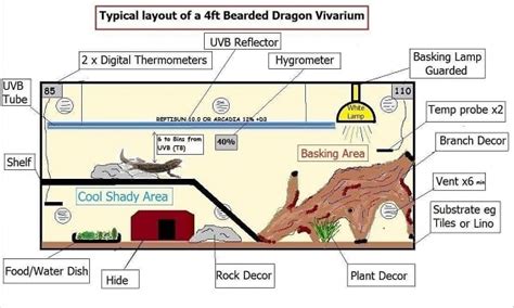 Your Fail Proof Bearded Dragon Lighting Guide for a Dream Habitat | Bearded dragon care, Bearded ...