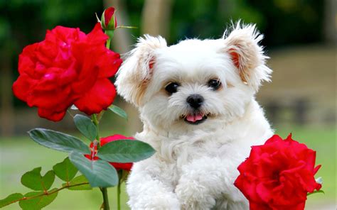 Beautiful HD puppies Dogs wallpapers | Beautiful wallpapers For Desktop