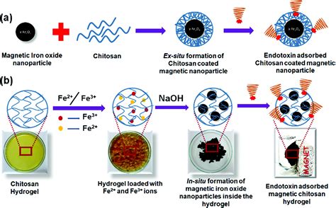 Chitosan based in situ and ex situ magnetic iron oxide nanoparticles for rapid endotoxin removal ...