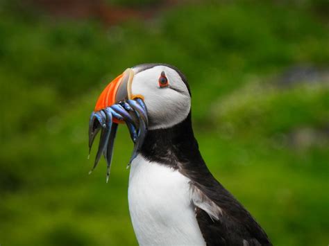 Discover Iceland Private Tours | Sea birds, Historical landscape, Nature