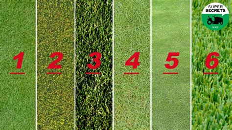 6 grass types every golfer should know, and how each affects your game