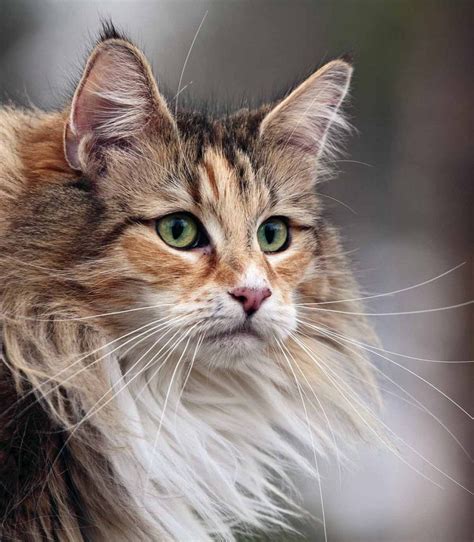 Norwegian Forest Cat Personality And Temperament