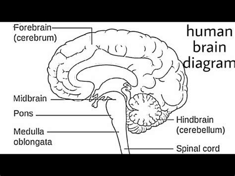 How to draw human brain/ draw labelled diagram of brain/brain diagram/draw and label brain diagram