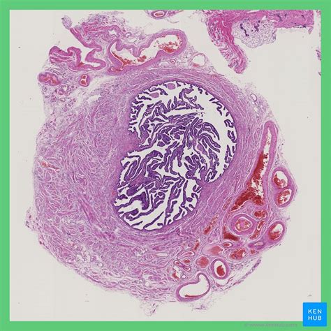 Fallopian Tube Histology Labeled | Porn Sex Picture