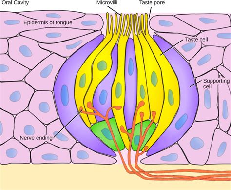 Animal Sensory Systems | Organismal Biology