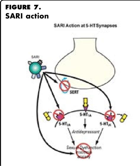 Mechanism of action of trazodone: a multifunctional drug. | Semantic ...