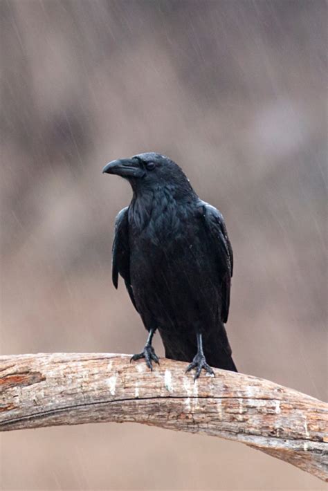 7 Spiritual Meanings of Ravens