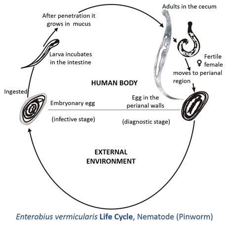 Enterobius vermicularis life cycle | Information by Catalina… | Flickr