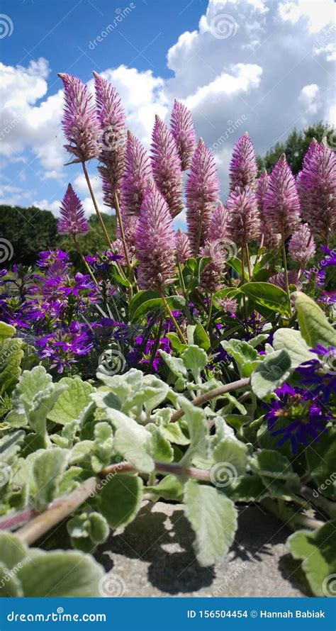 Tall Purple Cone Shaped Flowers Stock Photo - Image of shaped, clouds: 156504454