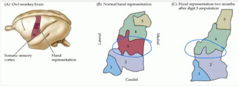 Neuroplasticity & Plasticity in Practice Flashcards | Quizlet