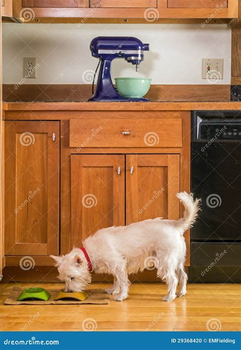 Small Dog Eating His Dinner in the Kitchen Stock Photo - Image of cute, household: 29368420