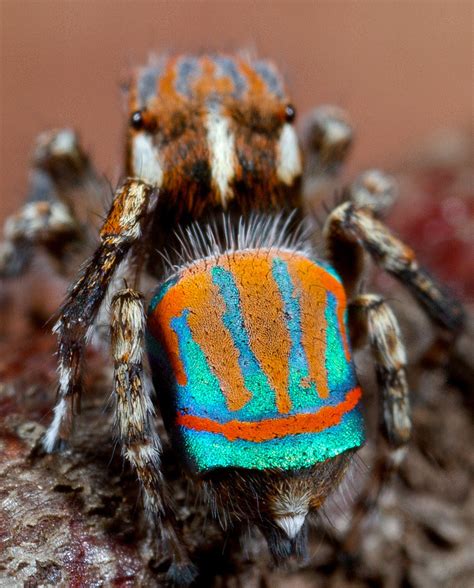 _MG_3451 peacock spider Maratus tasmanicus | Jurgen Otto | Flickr