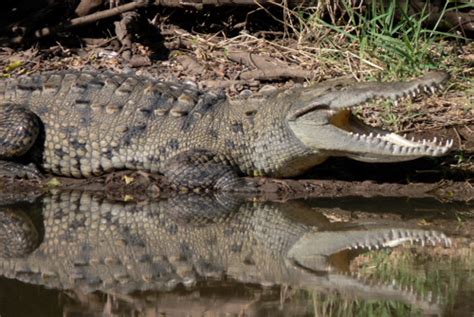 American Crocodile Facts and Pictures | Reptile Fact