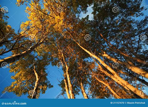 Aspen Trees in Fall stock photo. Image of aspen, azur - 21157470