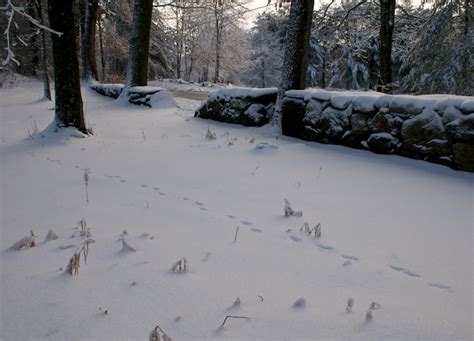 Fisher Cat Tracks | HenCam