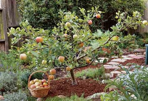 Fruit trees for small spaces - Lyonshall Nurseries and Garden Centre ...