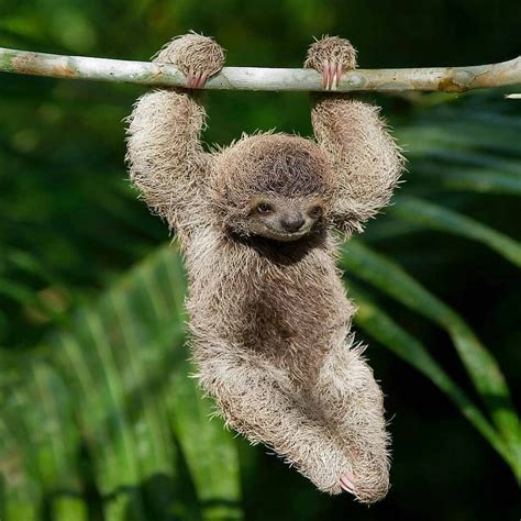 Joyful Brown-throated Three-toed Sloth hanging in the wild rainforest 🍃 🌴 North of Punta Banco ...