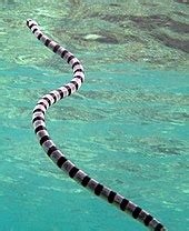 Sea snake - Wikipedia