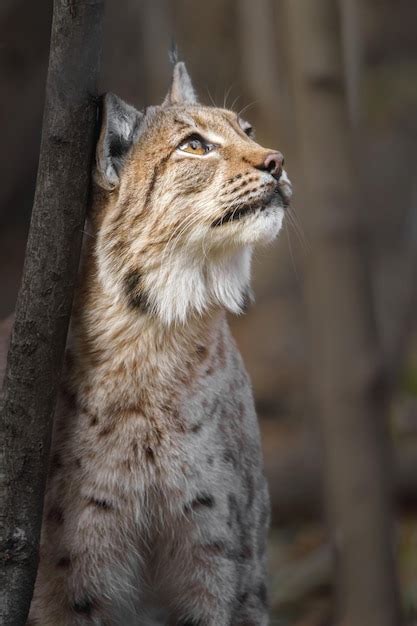 Premium Photo | Eurasian lynx