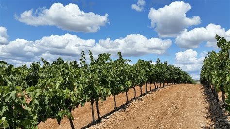 What Does a Vineyard Symbolize In the Bible? - Christian Faith Guide