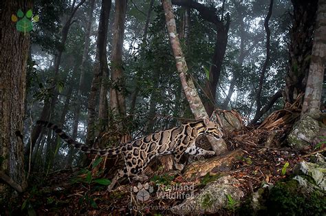 Wildlife Thailand - The Clouded Leopard