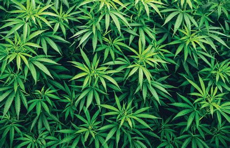 Cannabis Law Clarifications - New Jersey Business Magazine