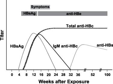 Anti-HBc total (Anti-Hepatitis B core total antibodies) | Newfoundland ...