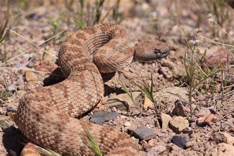 Rattlesnake in Death Valley Free Photo Download | FreeImages