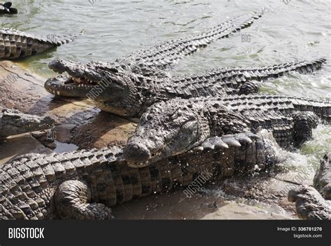 Feeding Crocodiles On Image & Photo (Free Trial) | Bigstock